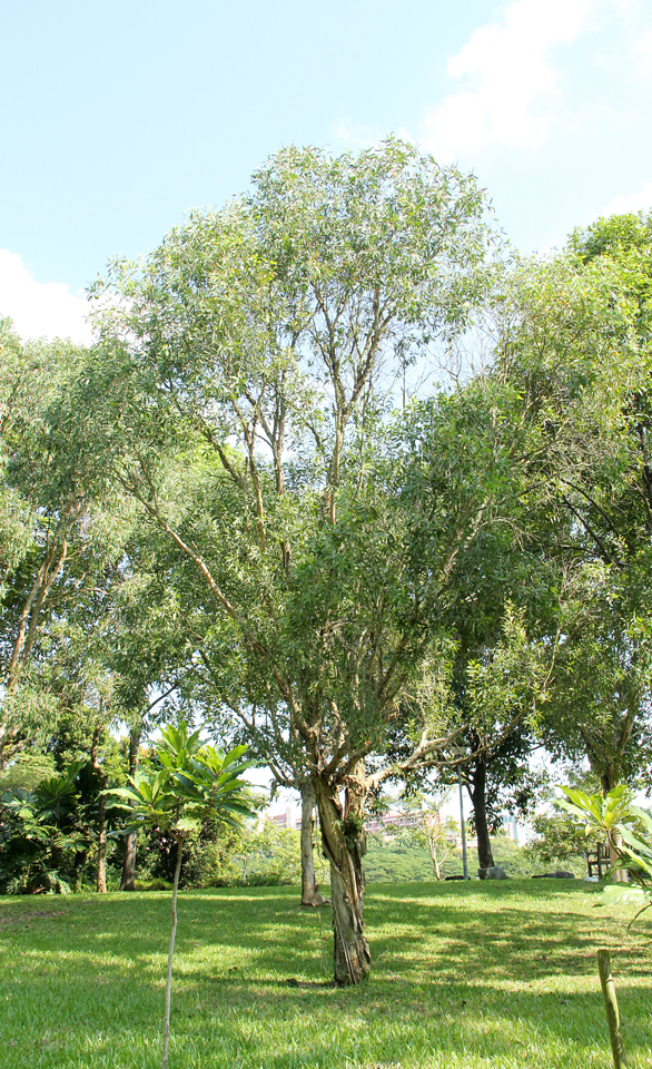 Gelam Tree