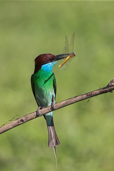 Creatures of the Wetlands
