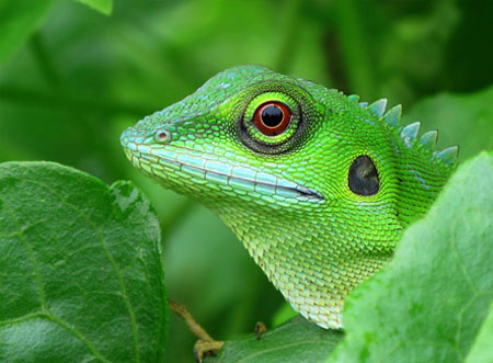 Green-crested Lizard