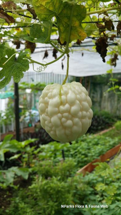 Momordica_charantia_Jacqueline_Chua_1