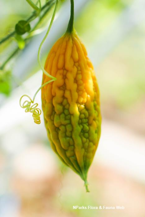 Momordica_charantia_Jacqueline_Chua_2