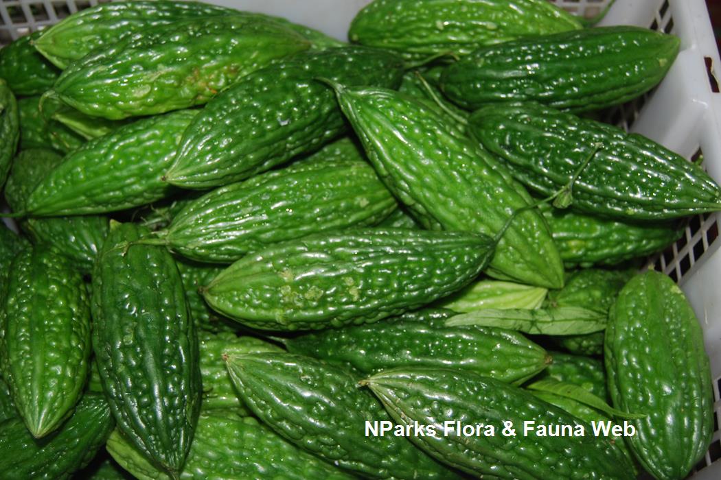 Momordica_charantia_Jennie_Tang_1