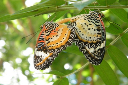 Sexual dimorphism in Butterflies 5