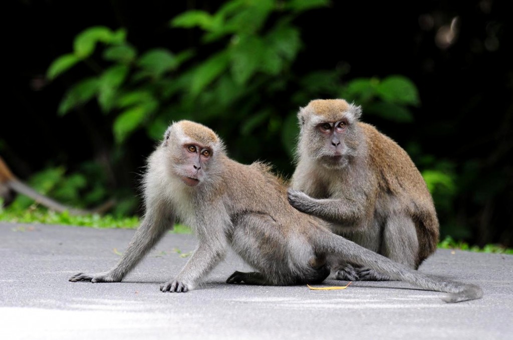 Monkey Musings: Respecting Singapore's Long-tailed Macaque