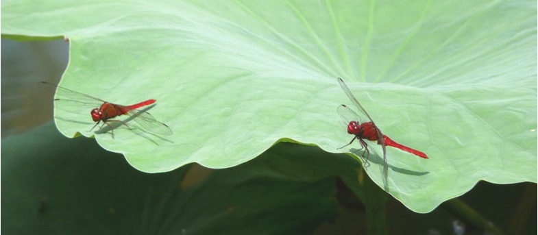 Dragonflies Of Bishan Park  
