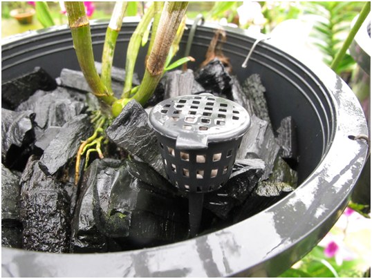 Best orchid fertilizer online