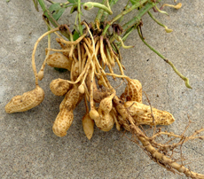 Root of Peanut Plant