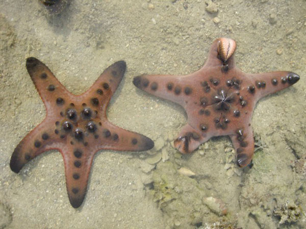 Seeing Stars in Singapore’s Sea