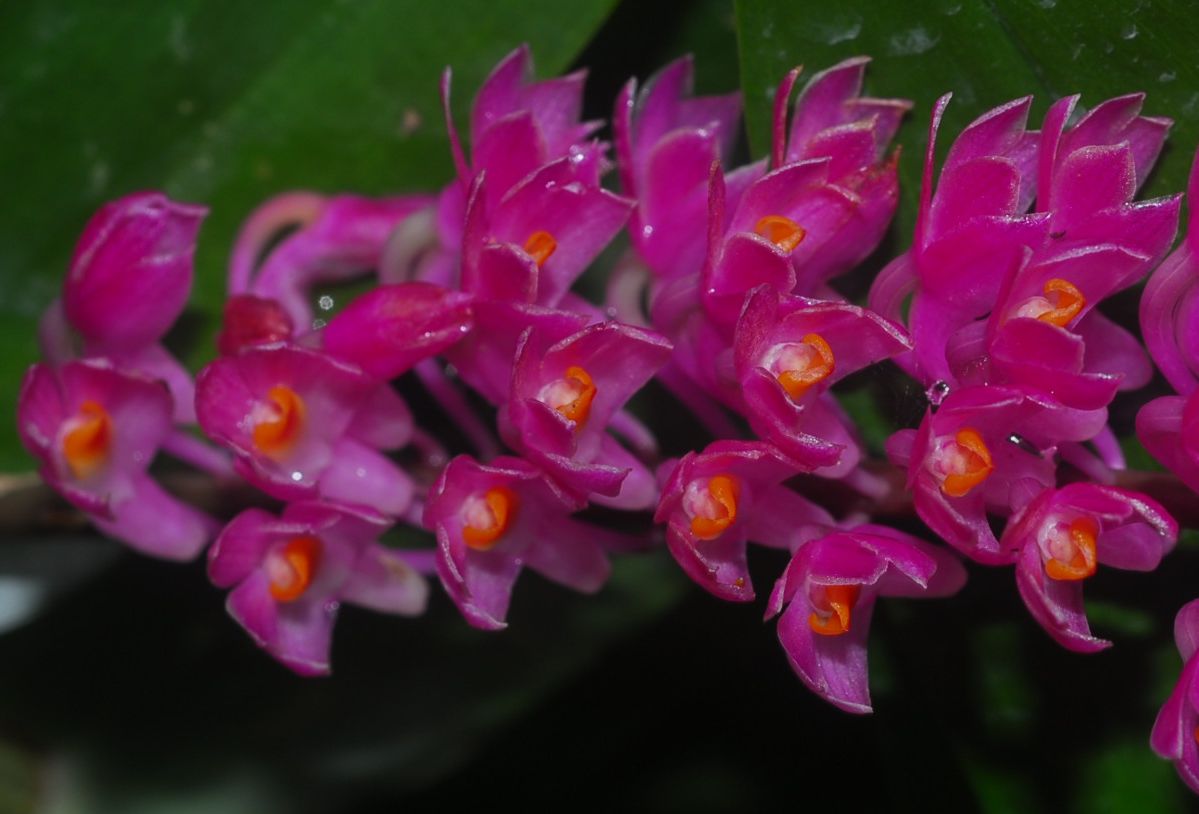 Celebrating Singapore's Native Orchids