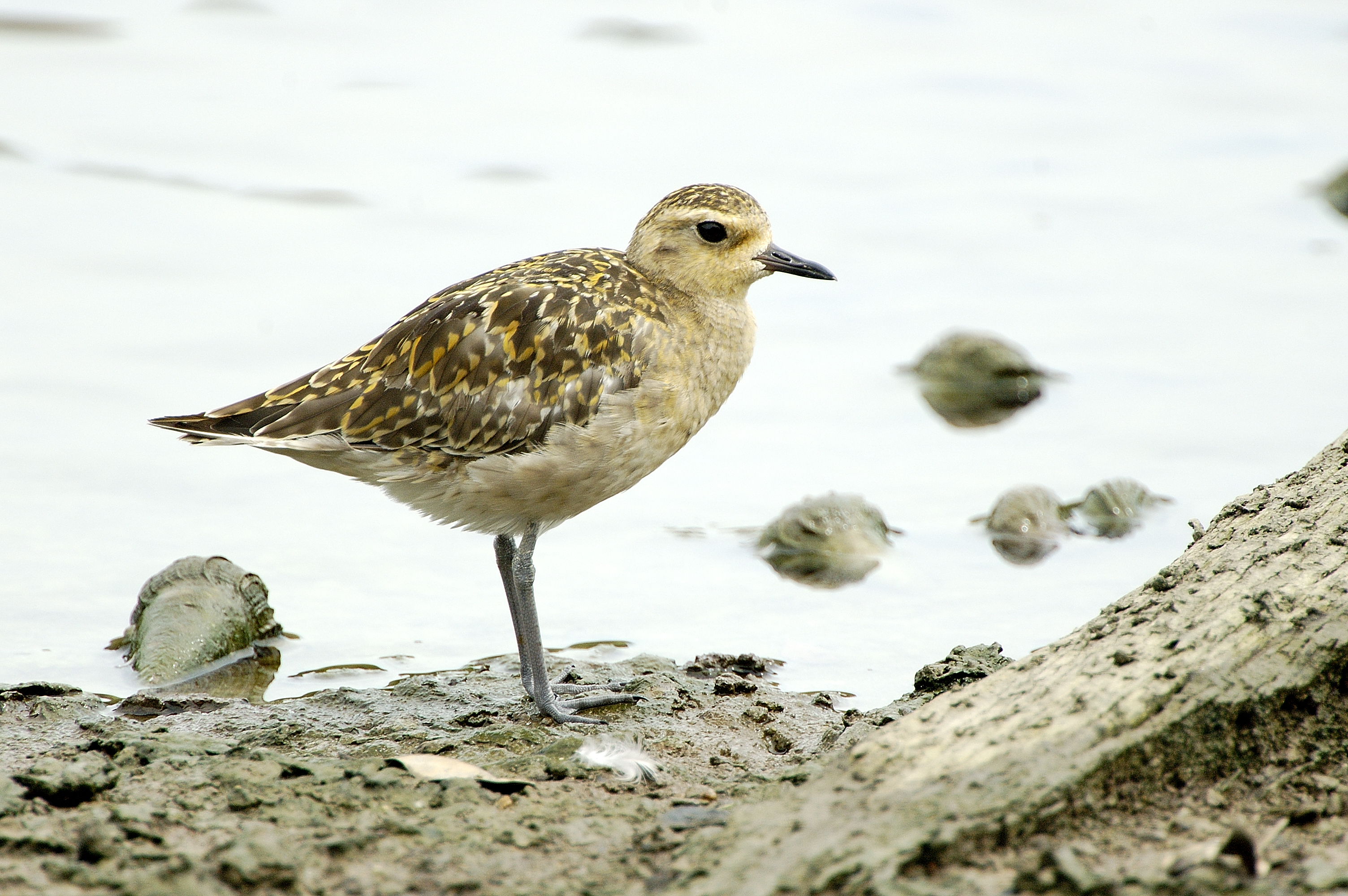 Pacific Golden Plover