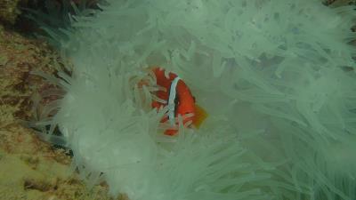 anemonefish in bleached anemone