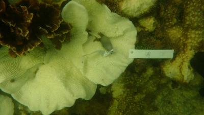 bleached coral Pachyseris sp that is tagged for coral monitoring surv