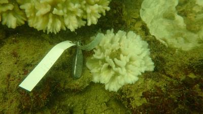 bleached coral Pectinia sp that is tagged for coral monitoring survey