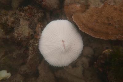 bleached mushroom corals Fungia sp