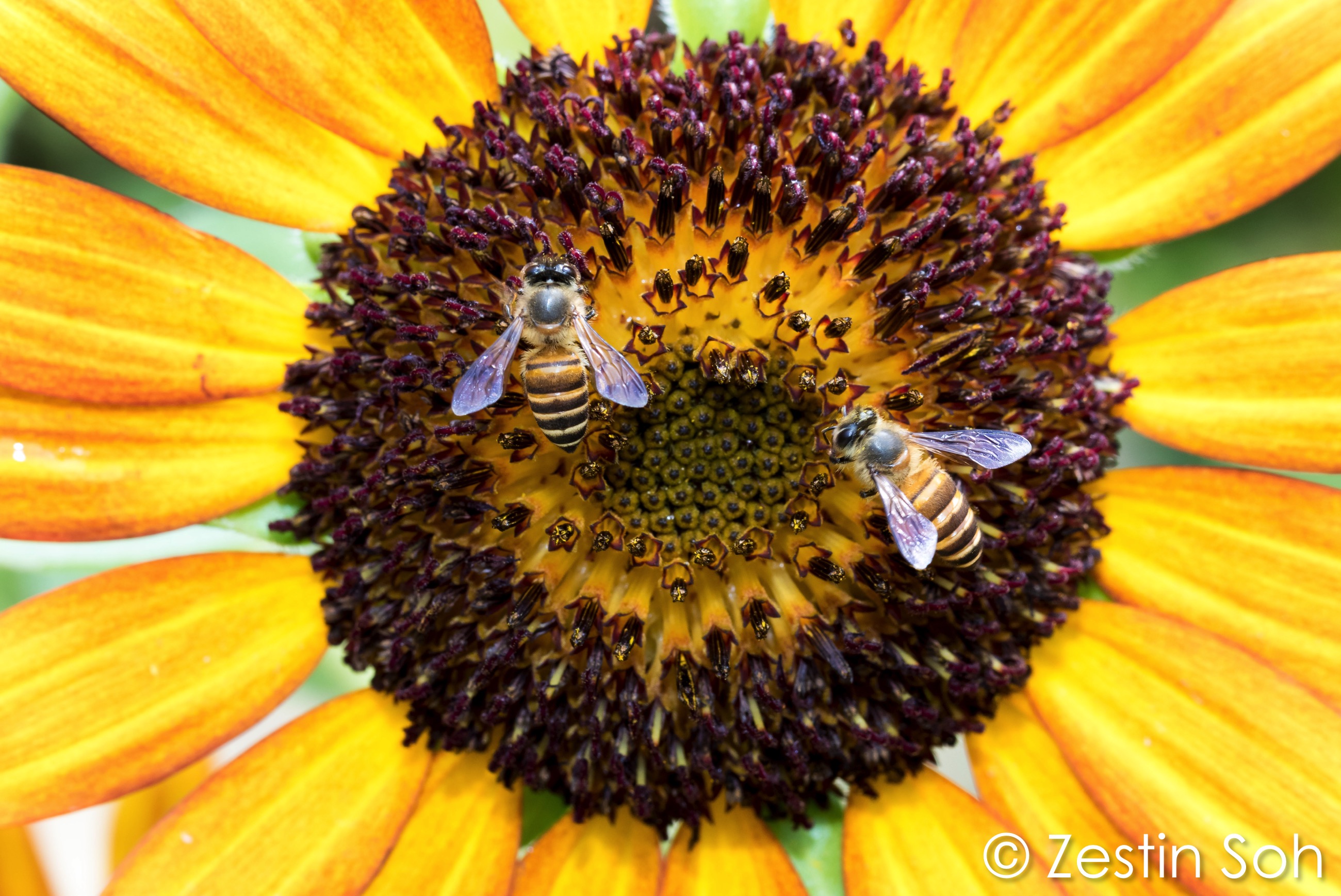 The Buzz In ‘Bee-utiful’ Community Gardens