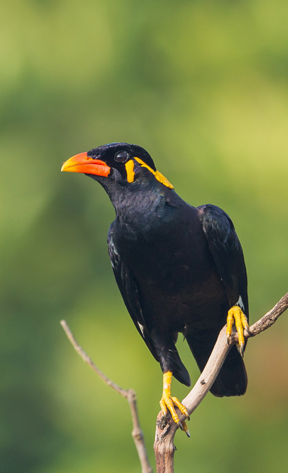 What S That Black Bird