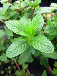 Growing Mints - A 'Cool' Idea You Can Try At Home!