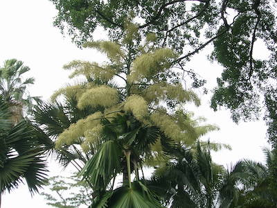 Talipot Palm