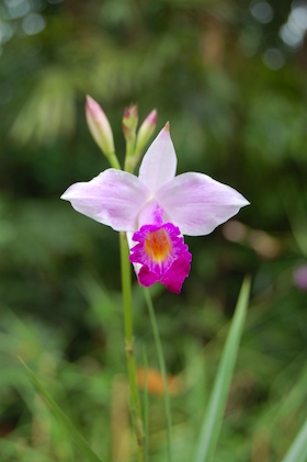 Our Native Orchids