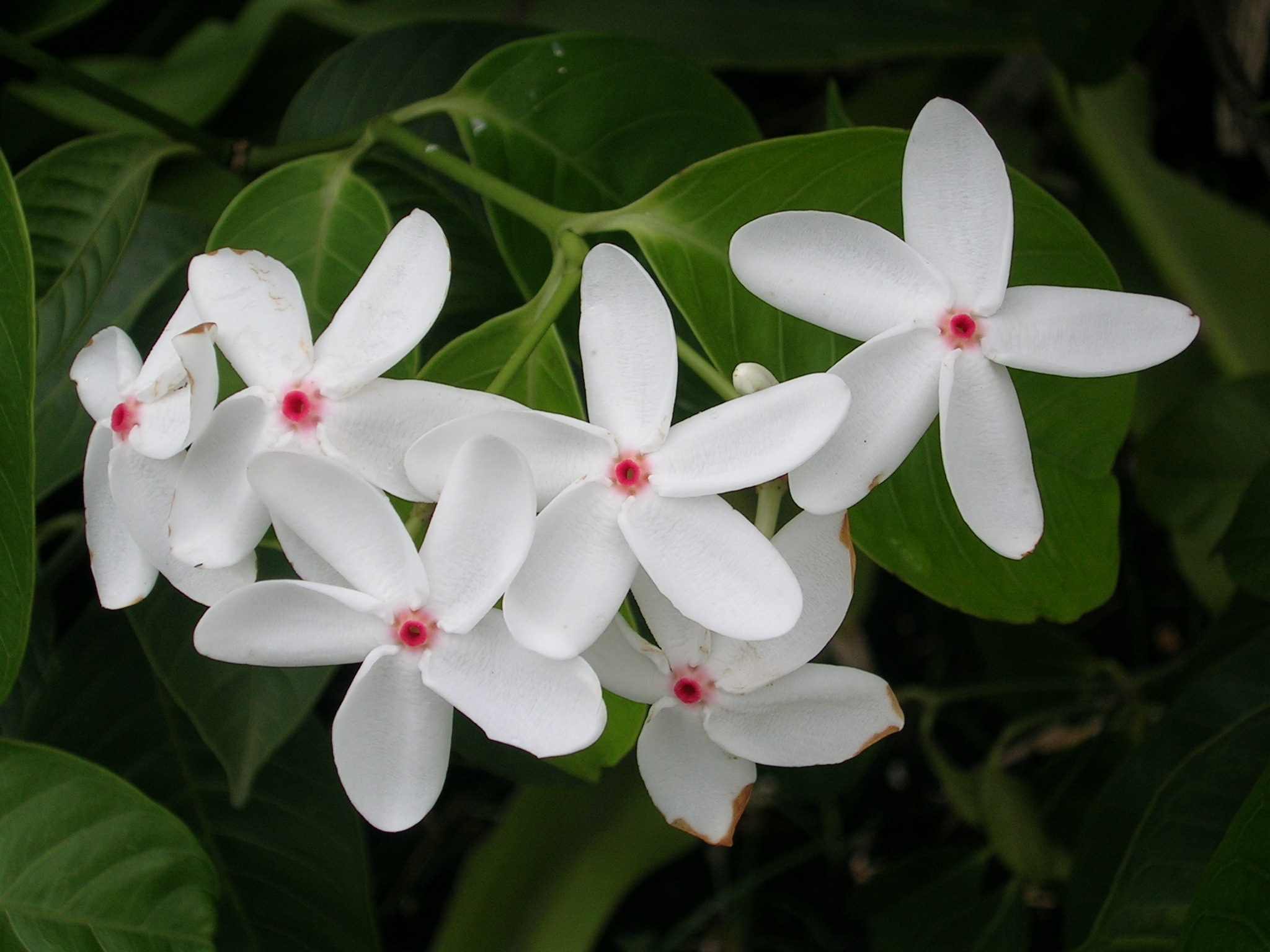 Kopsia_singapurensis flowers