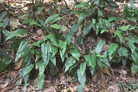 Tectaria singaporiana