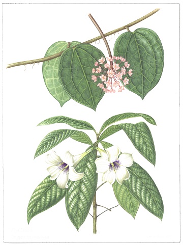 Hoya Singaporandia