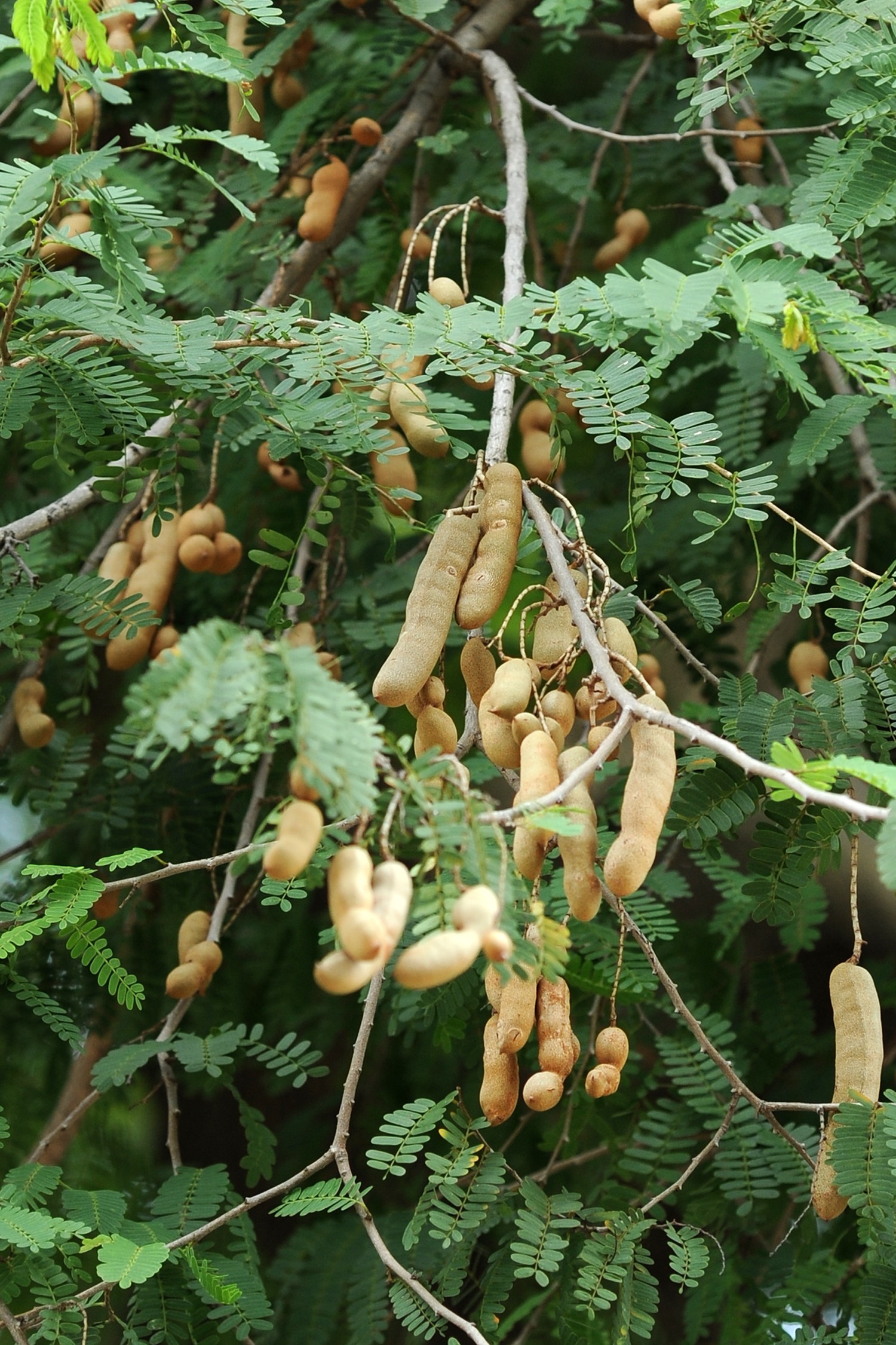 Tamarind