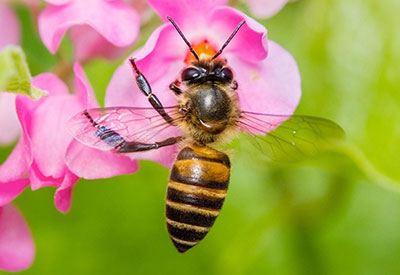 Asian Honey Bee