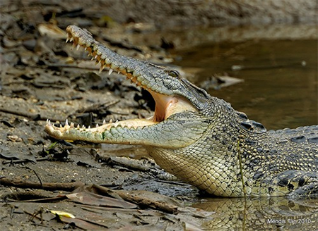 (1)Crocodile