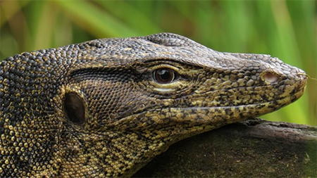 Crocodile vs Monitor Lizard