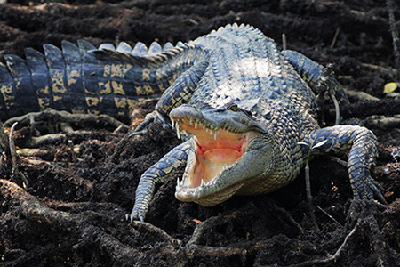 (3)Crocodile