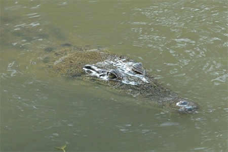 (5)Crocodile