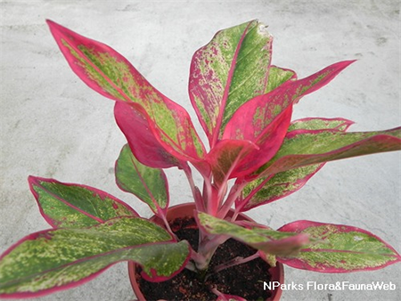 Aglaonema Crete