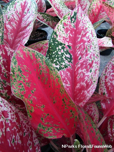 Aglaonema Red Impressa