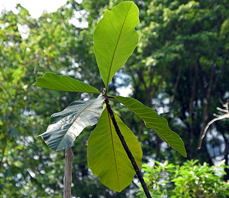 Artocarpus odoratissimus