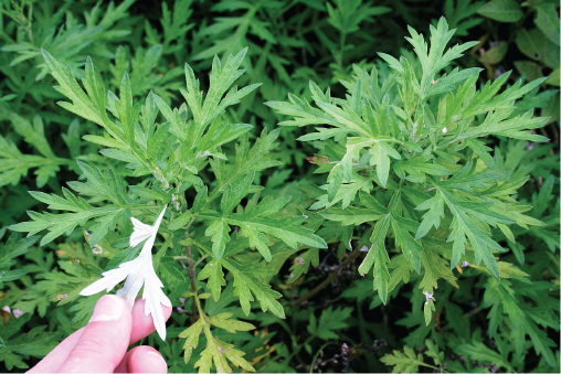 Common Mugwort