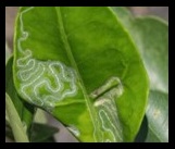Serpentine tunnelling pattern