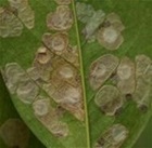 Blotching