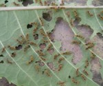 caterpillars