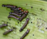 caterpillars2