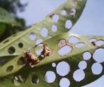 bagworms