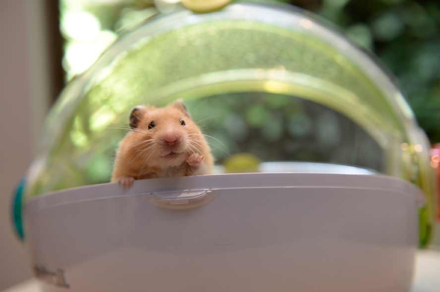 import export hamster