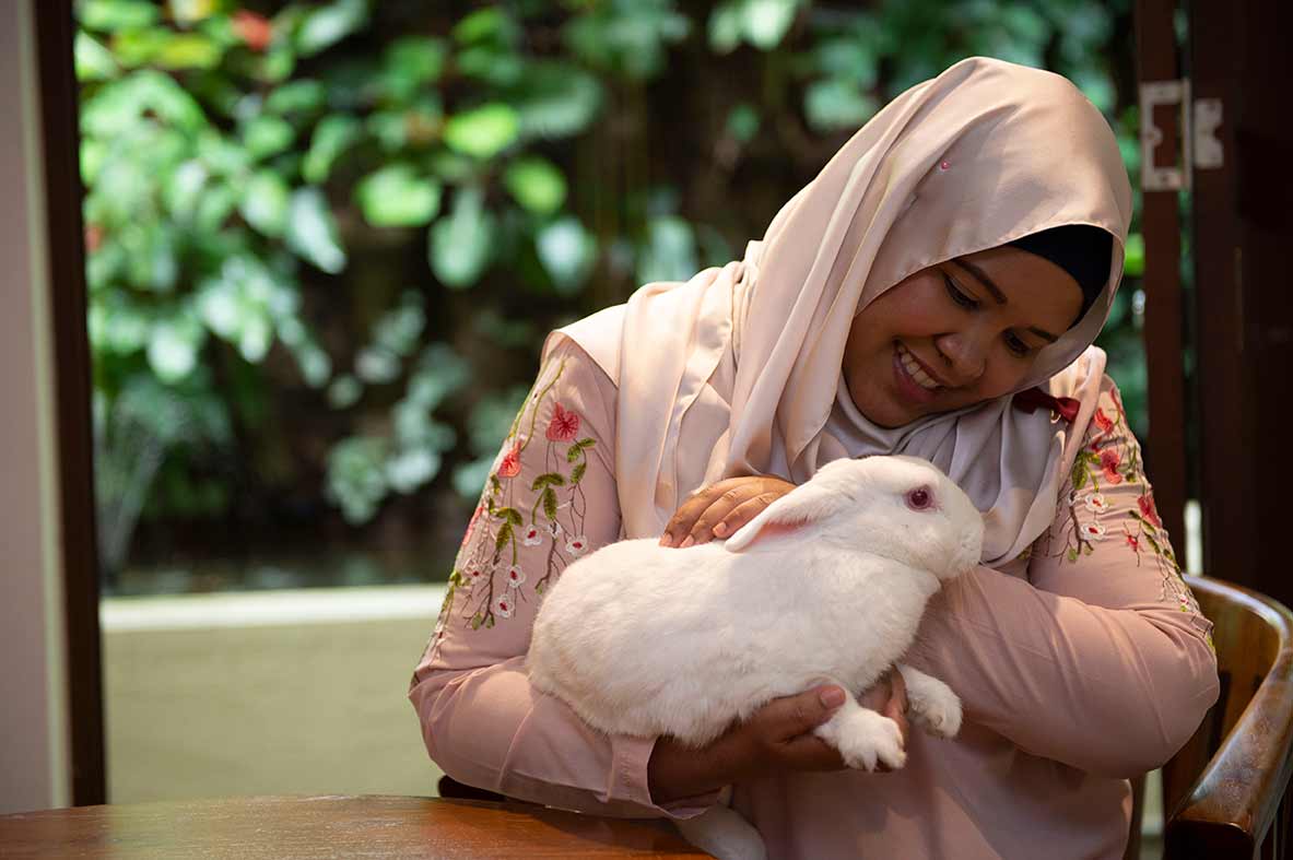 rabbit