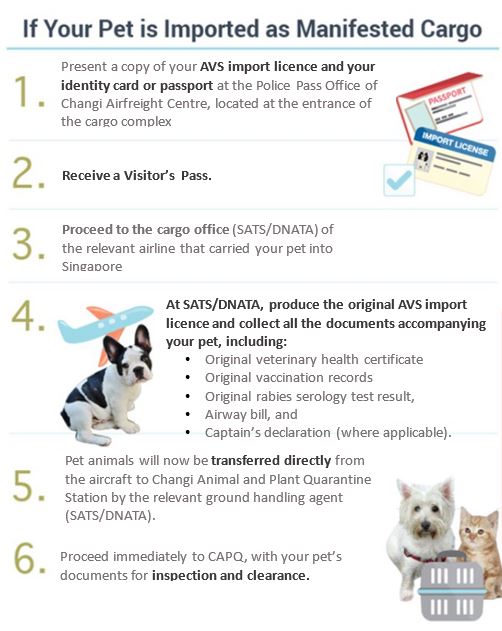 Bringing a Dog into Singapore Everything You Need to Know Smart Dog