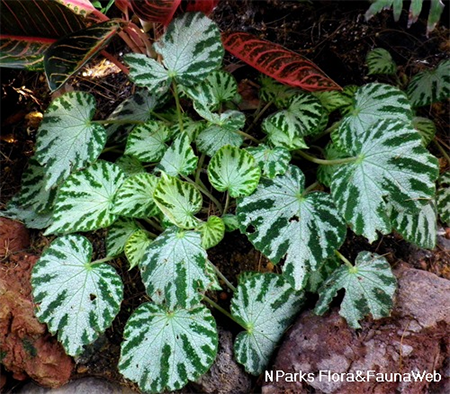 Begonia Otto Forster