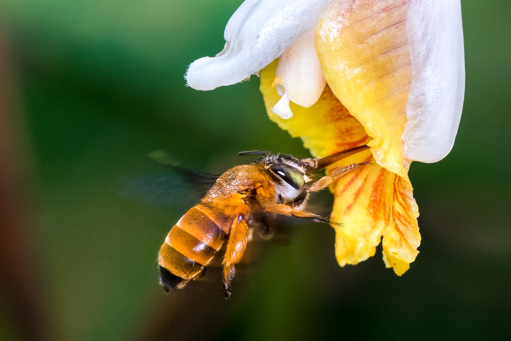 Bee