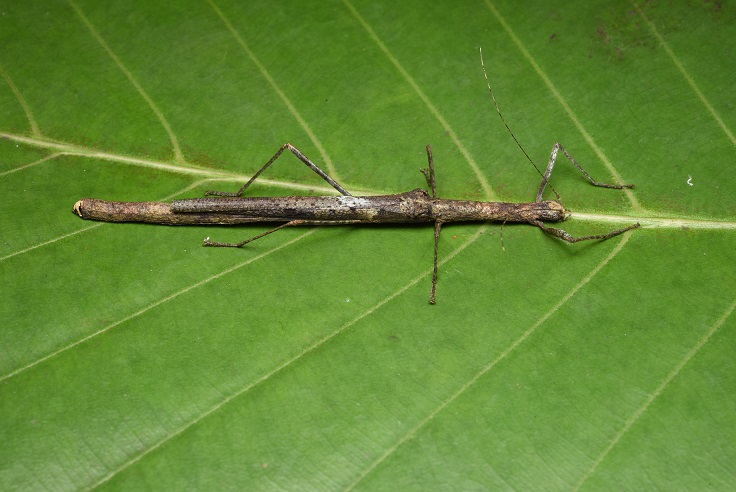 phasmid