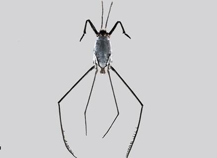 marine arthropod