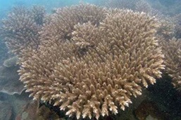 Hard Coral