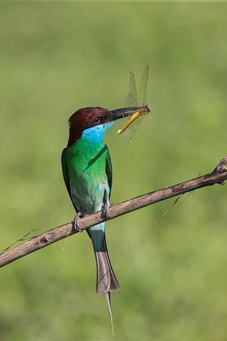 Blue throated Bee-eater Francis Yap